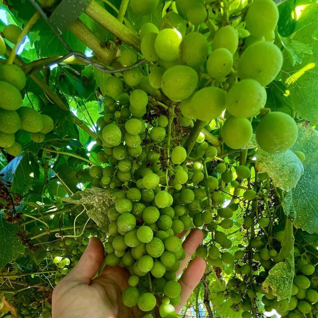 伊バイオマテリアル企業「ヴェジェア(Vegea)」、創業10周年でグレープスキンの生産体制を拡張 4 image 1 1