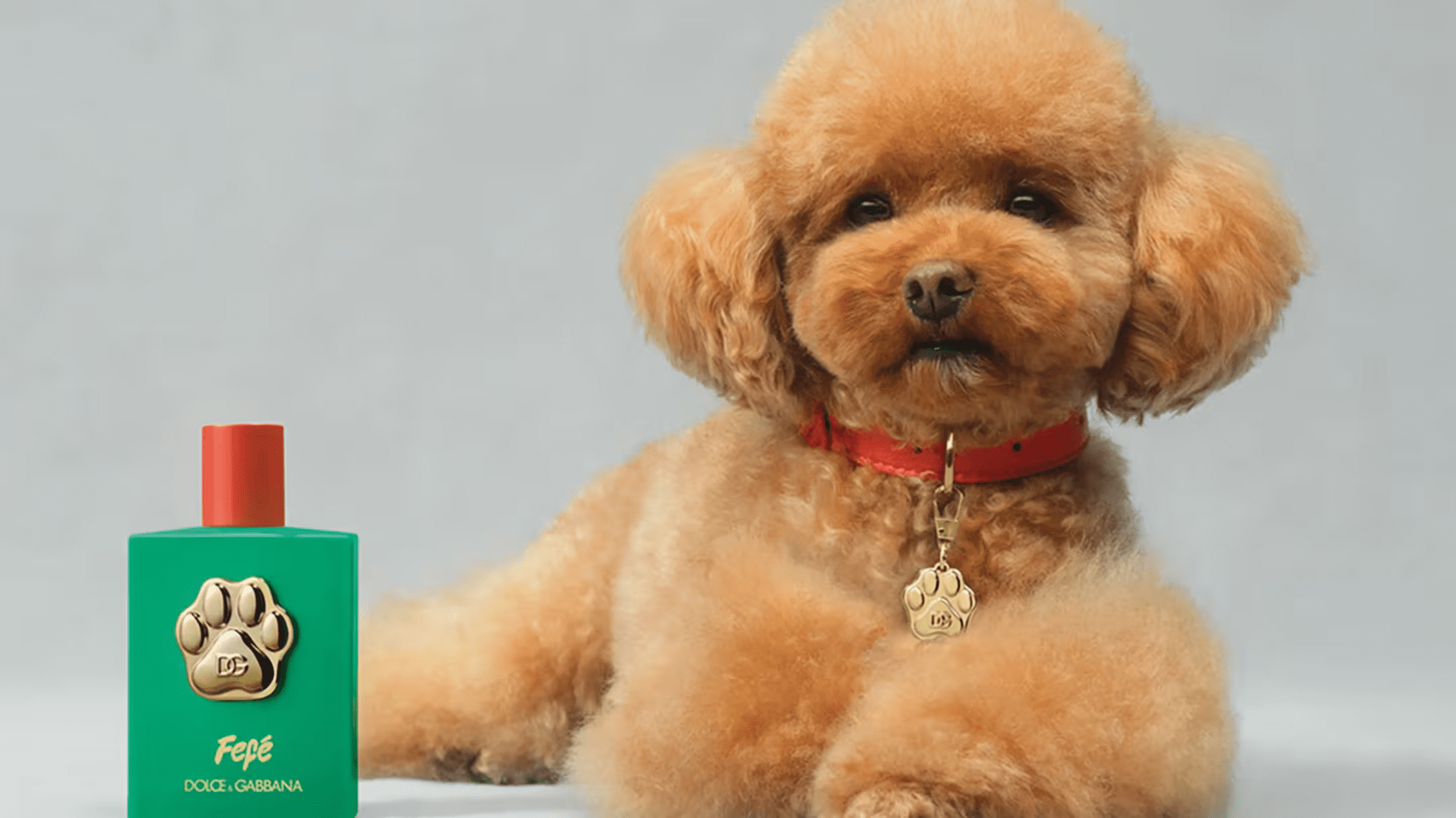 ドルチェ＆ガッバーナ（Dolce & Gabbana）が高級犬用パフューム